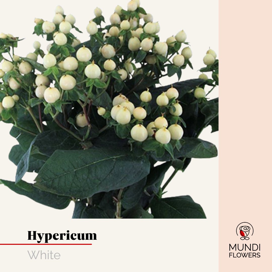 Hypericum