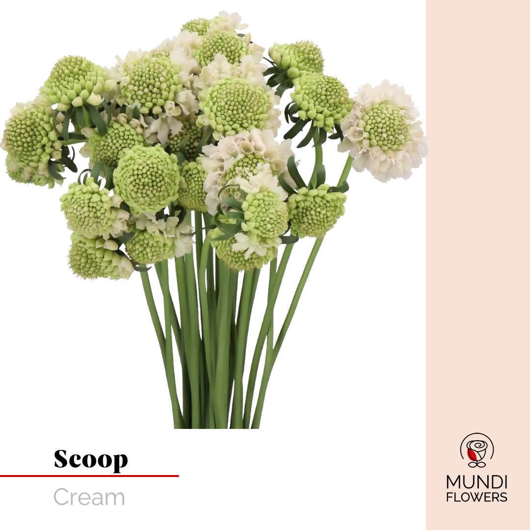 Scoops