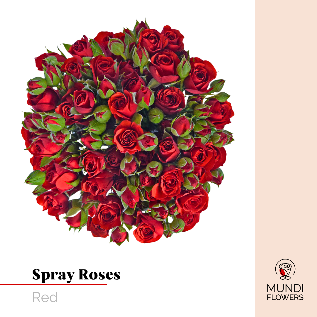 Spray Roses