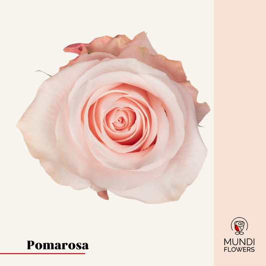 Pomarosa