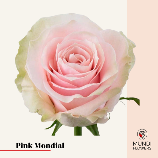 Pink Mondial