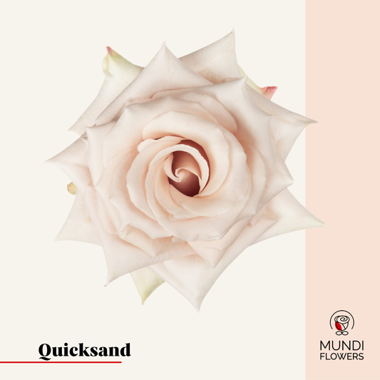 Quicksand