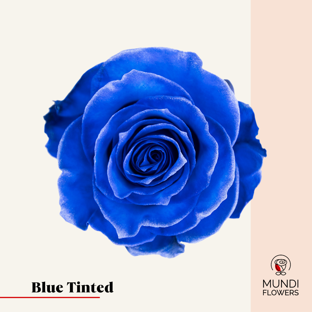 Tinted Roses