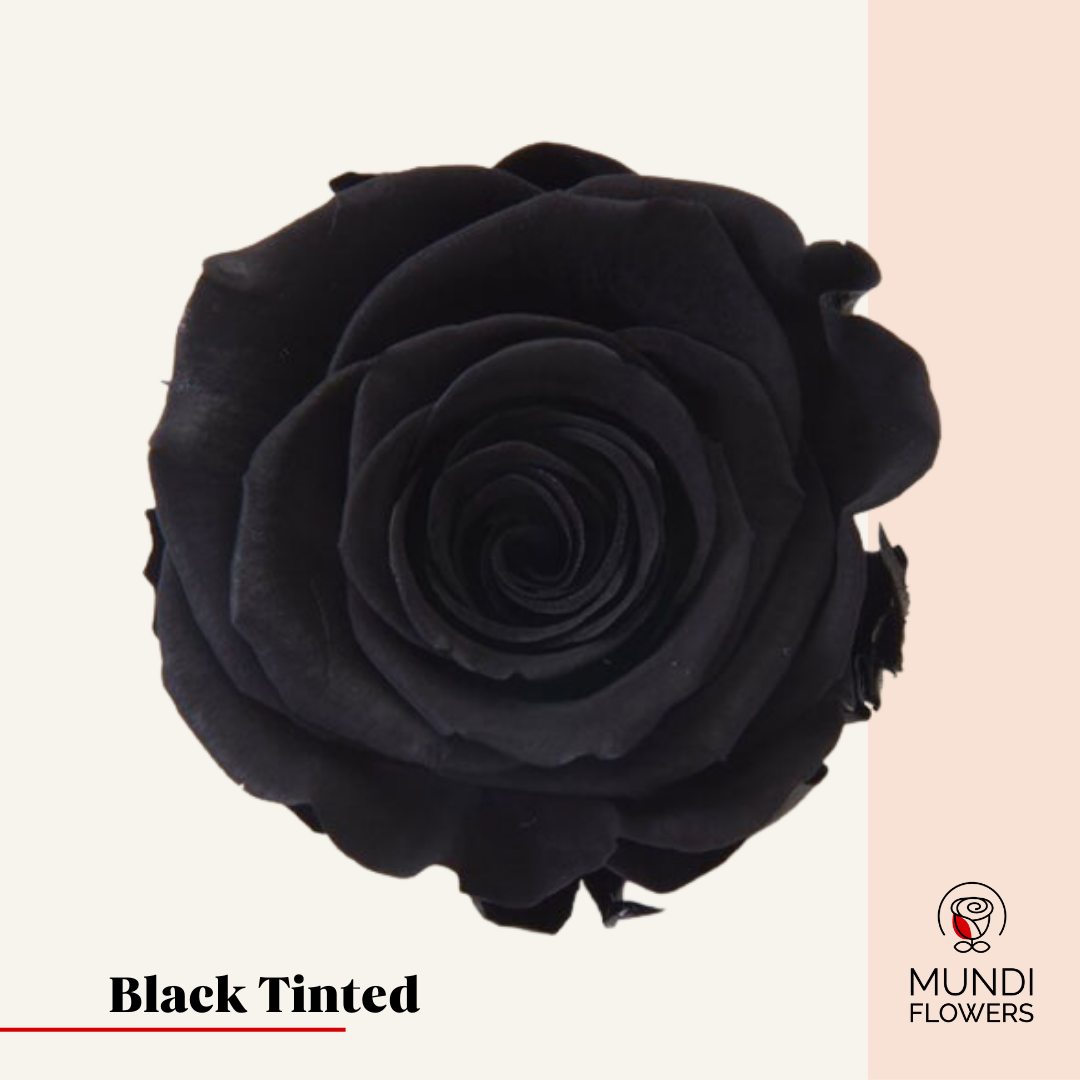 Tinted Roses
