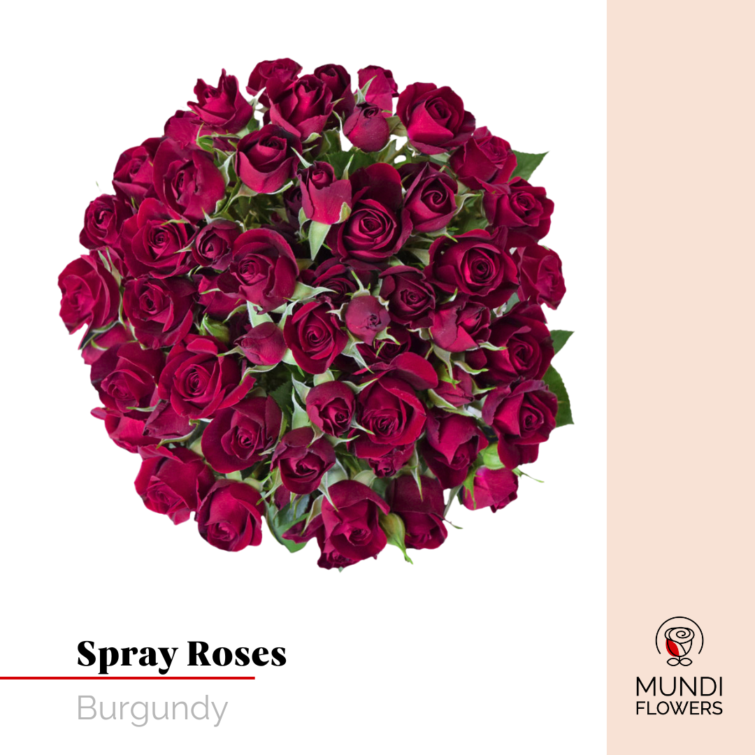 Spray Roses
