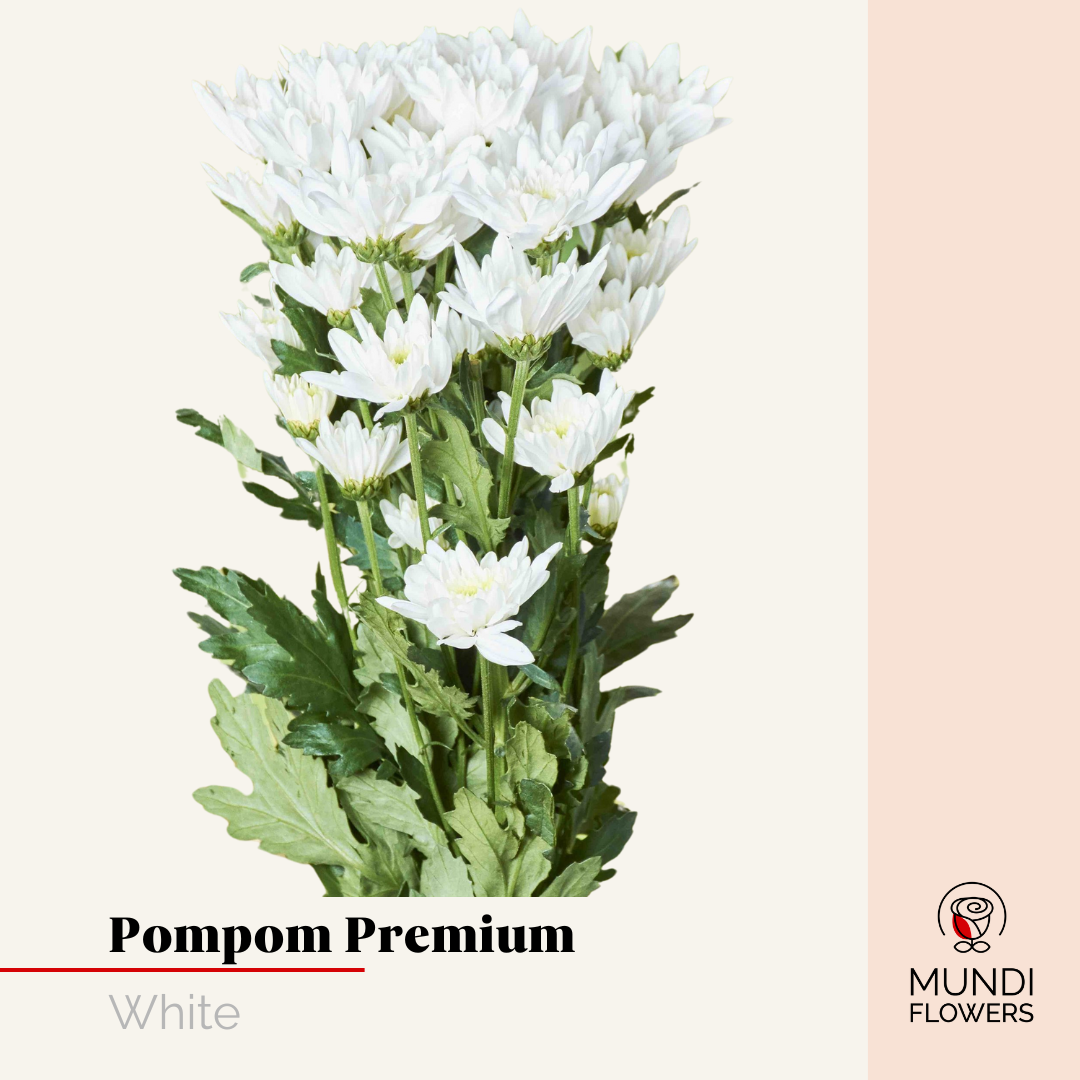 Pompom Premium