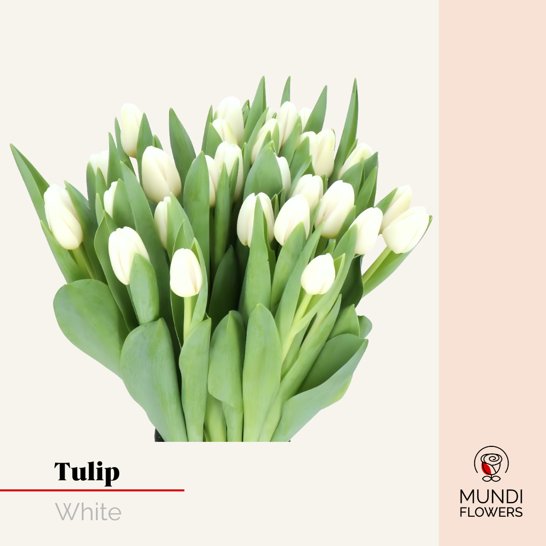 Tulip