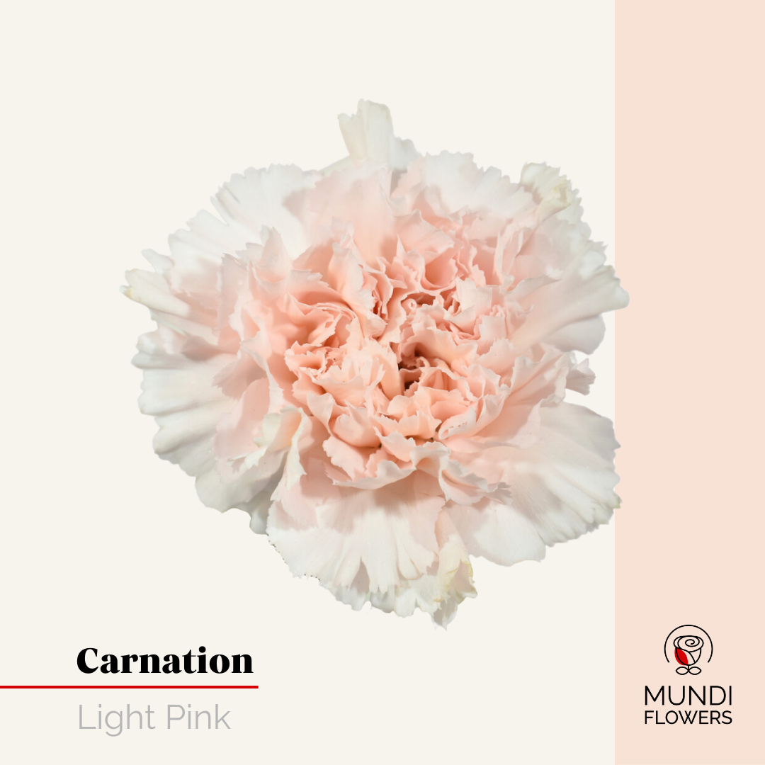 Carnations