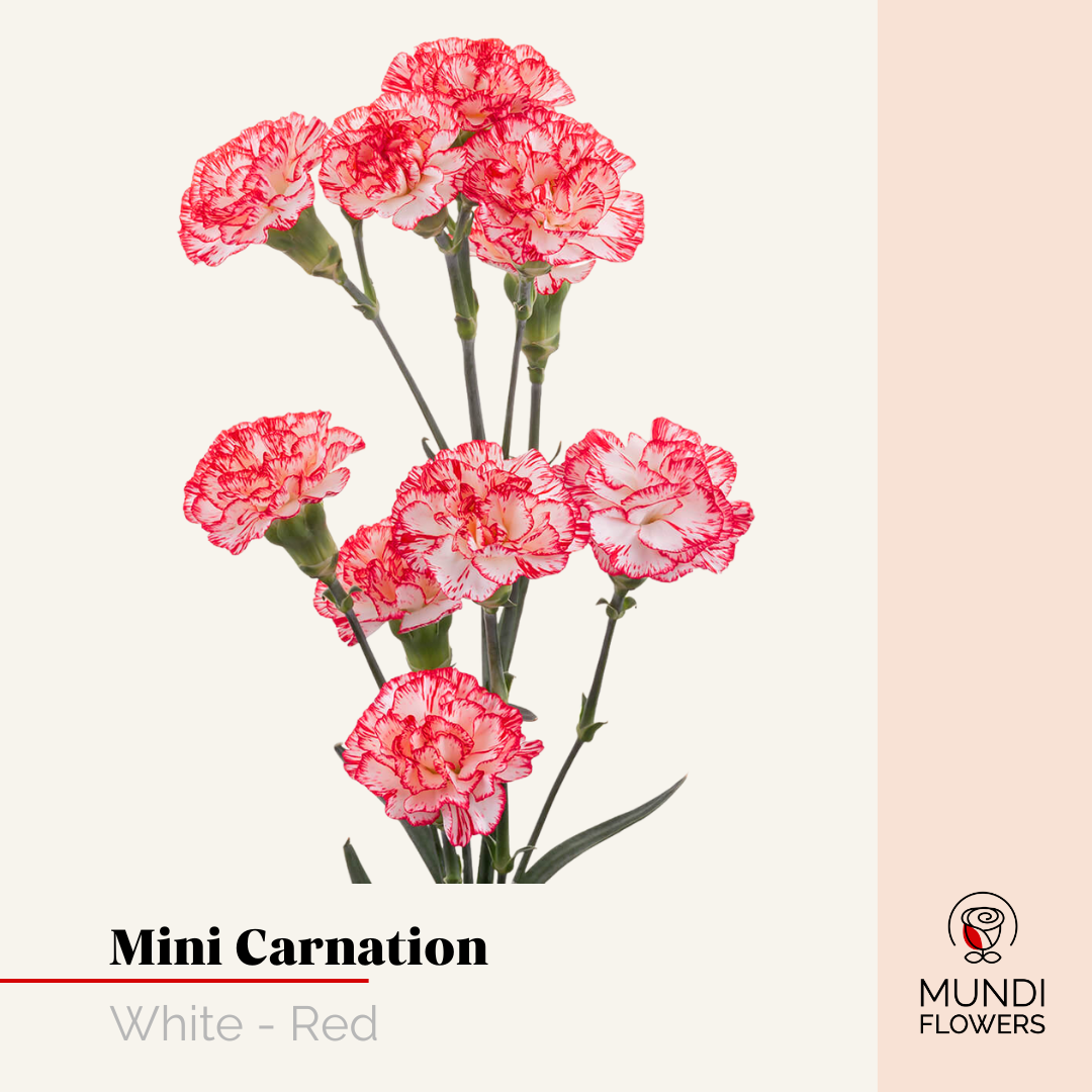 Minicarnations
