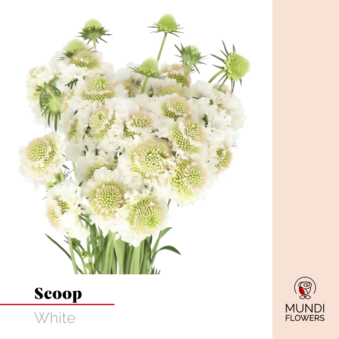Scoops