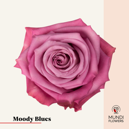 Moody Blues