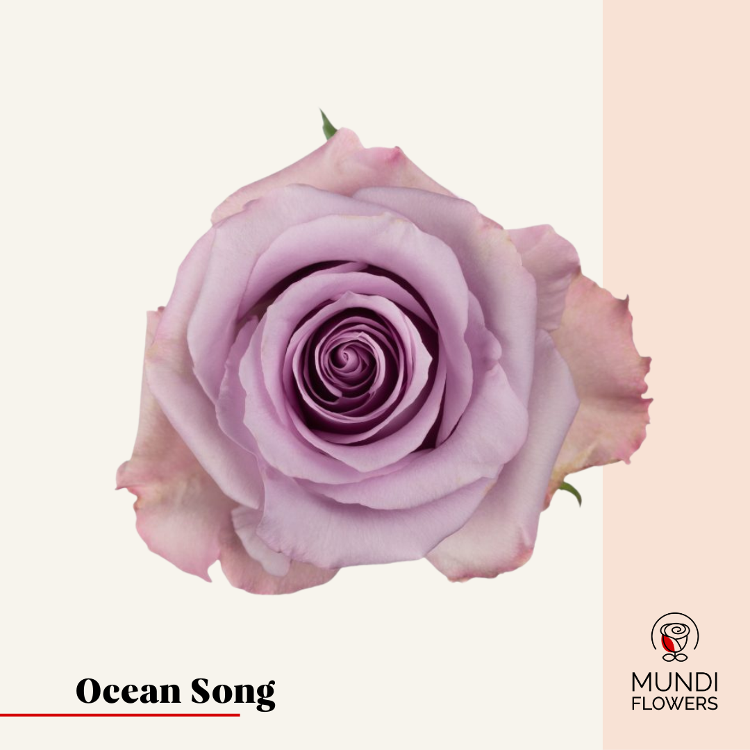 Ocean Song