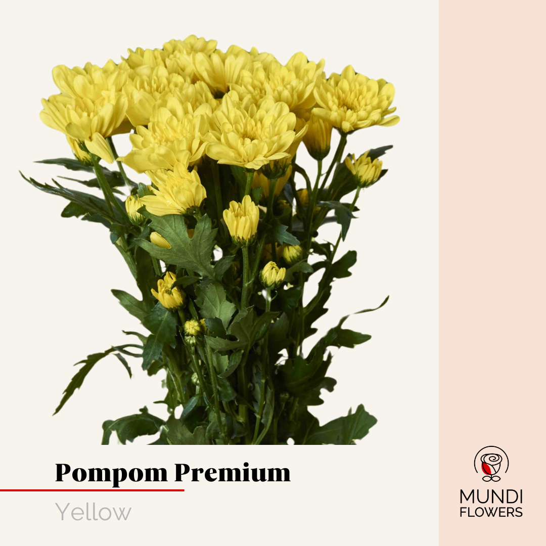 Pompom Premium