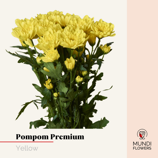 Pompom Premium