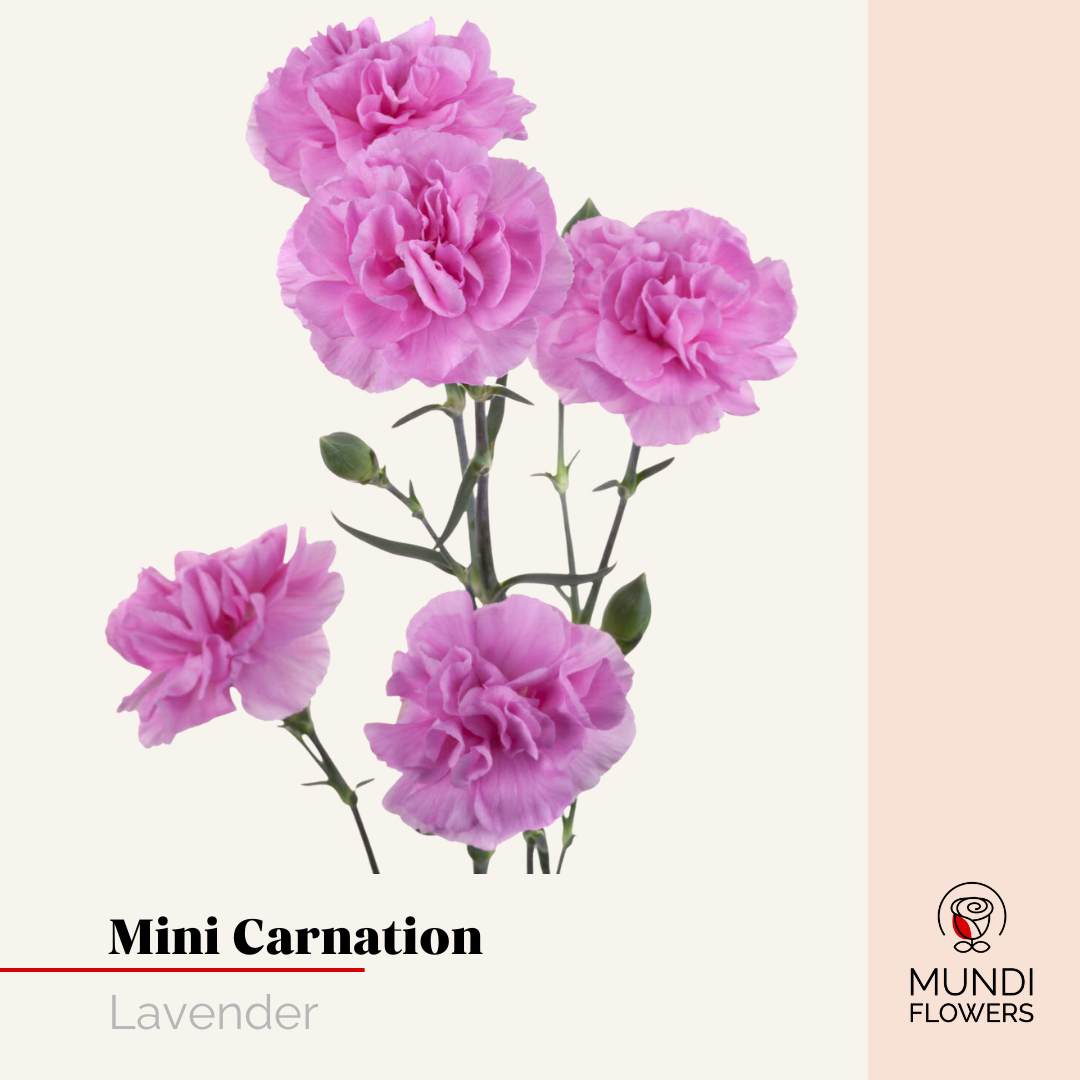 Minicarnations