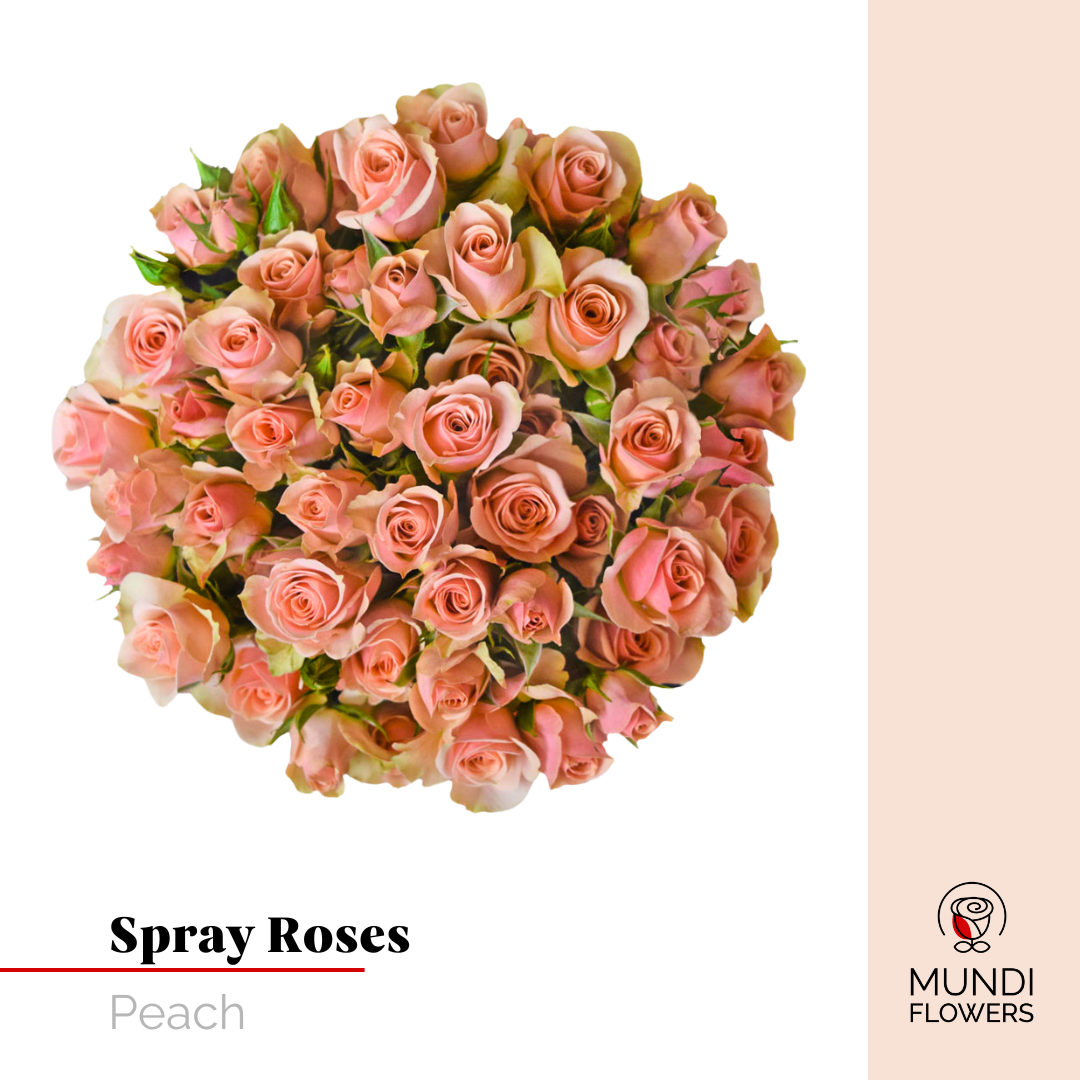 Spray Roses