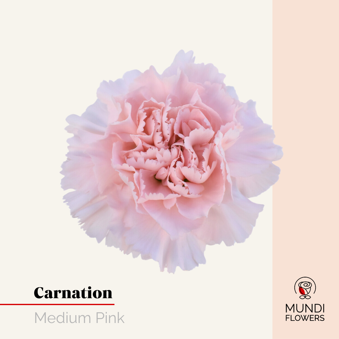 Carnations