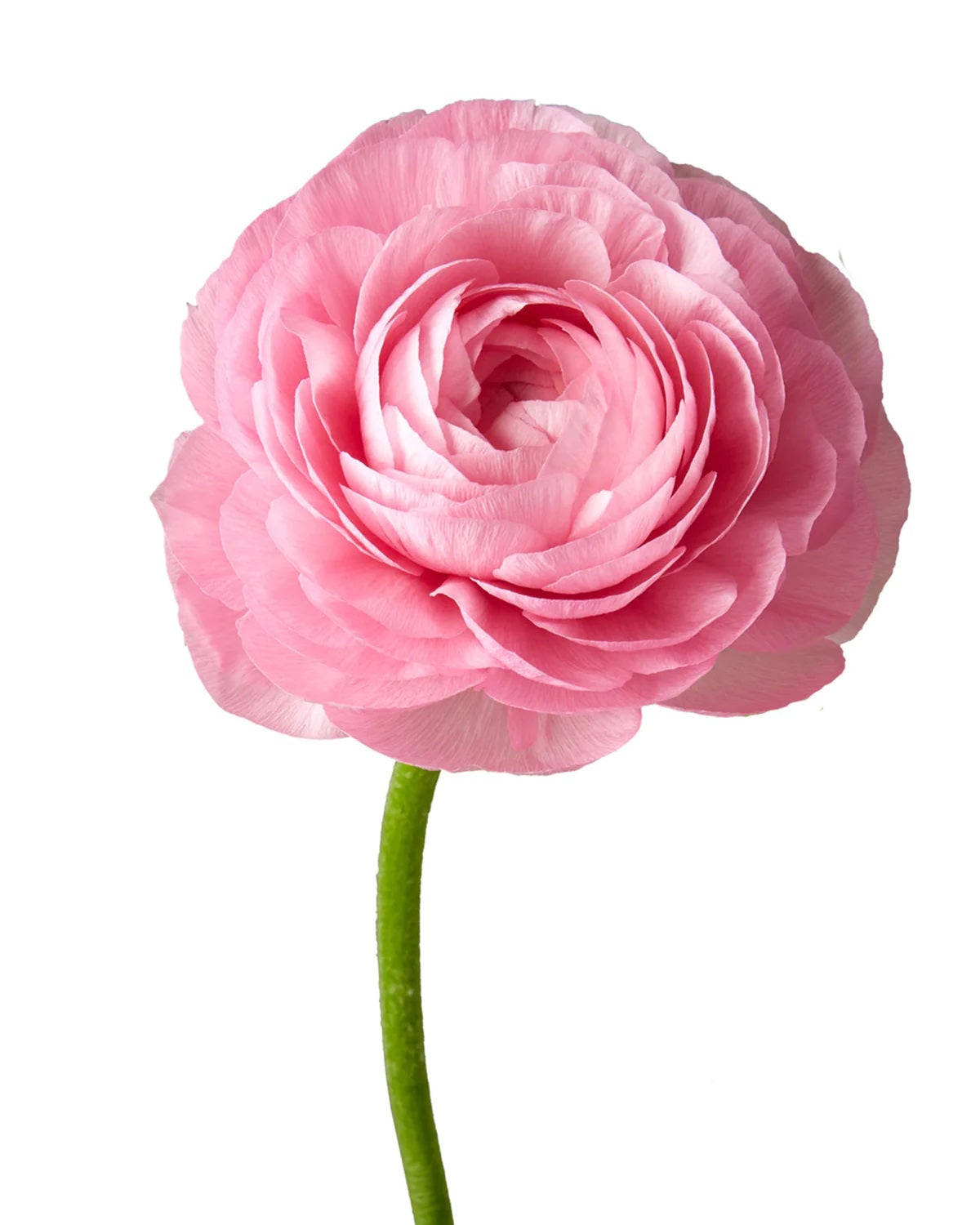 Ranunculus Elegance
