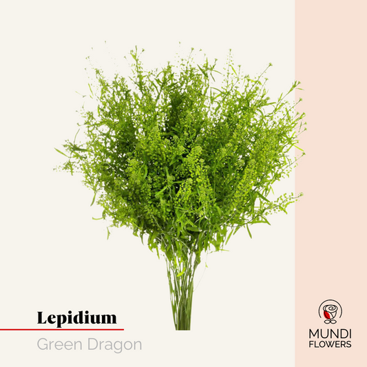 Lepidium