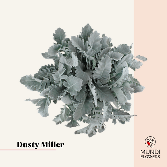 Dusty Miller