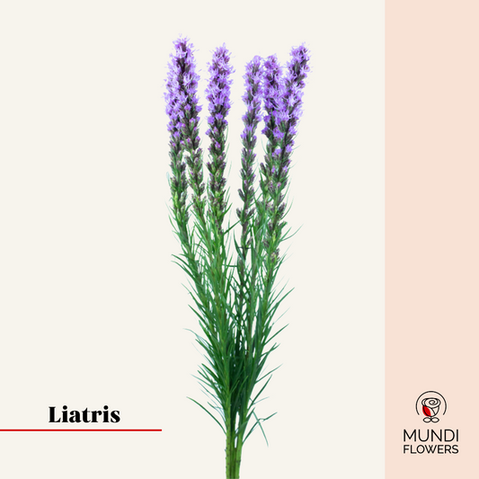Liatris