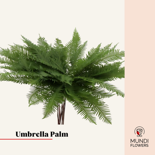 Umbrella Palm