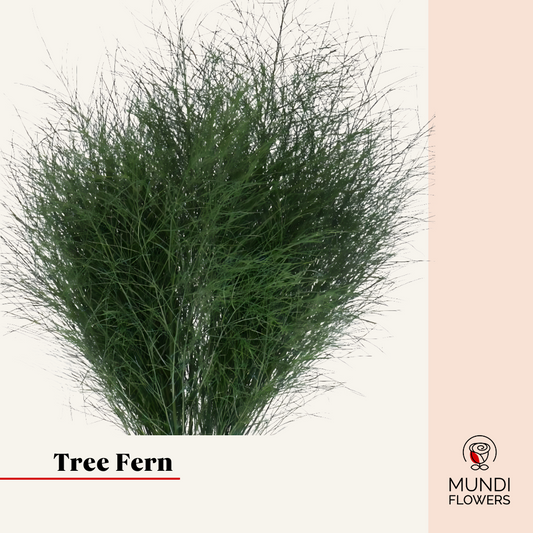 Tree Fern