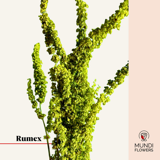Rumex