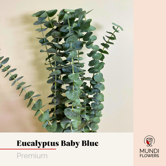Eucalyptus Baby Blue Premium