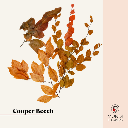 Cooper Beech