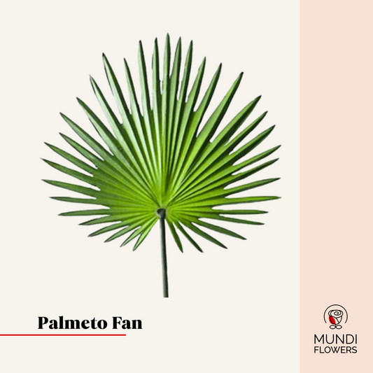 Palmeto Fan