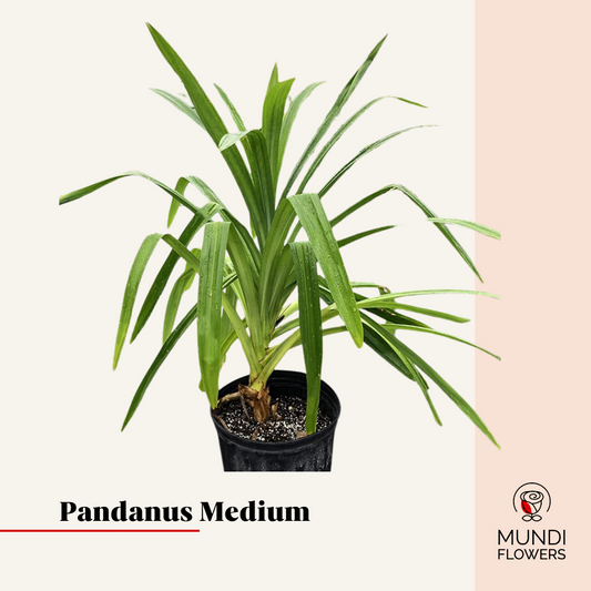 Pandanus Medium