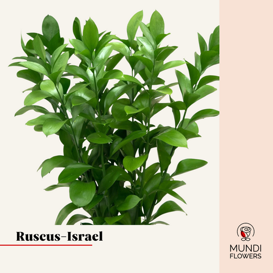 Ruscus-Israel Case x 600 stems