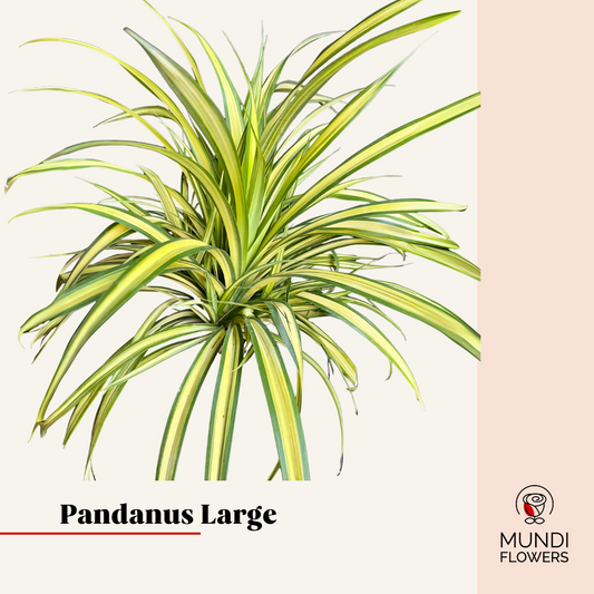 Pandanus Large