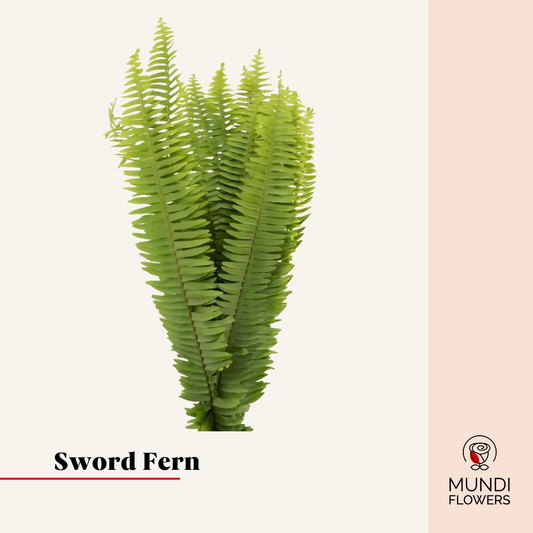 Sword Fern