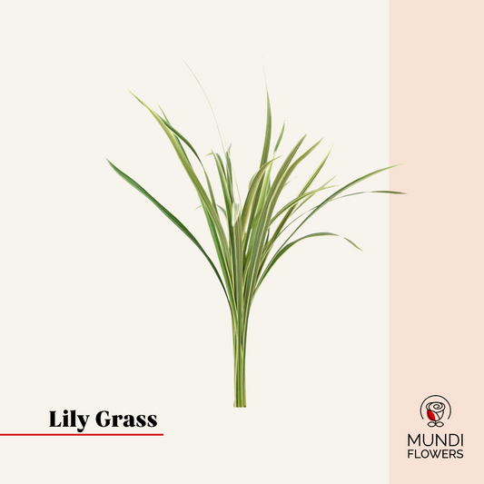 Lily Grass