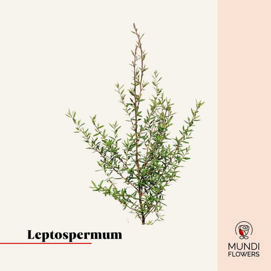 Leptospermum