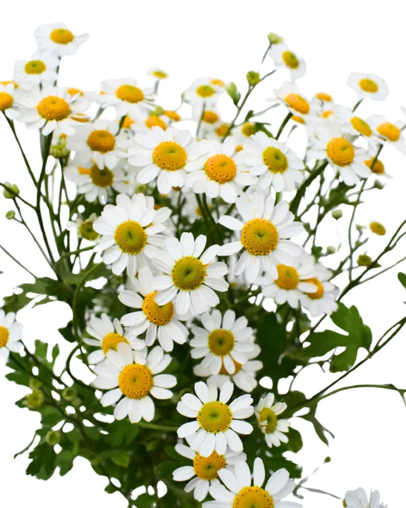 Chamomile Flower