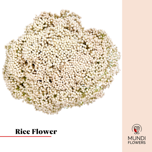 Rice Flower