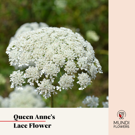 Queen Anne'S Lace Flower