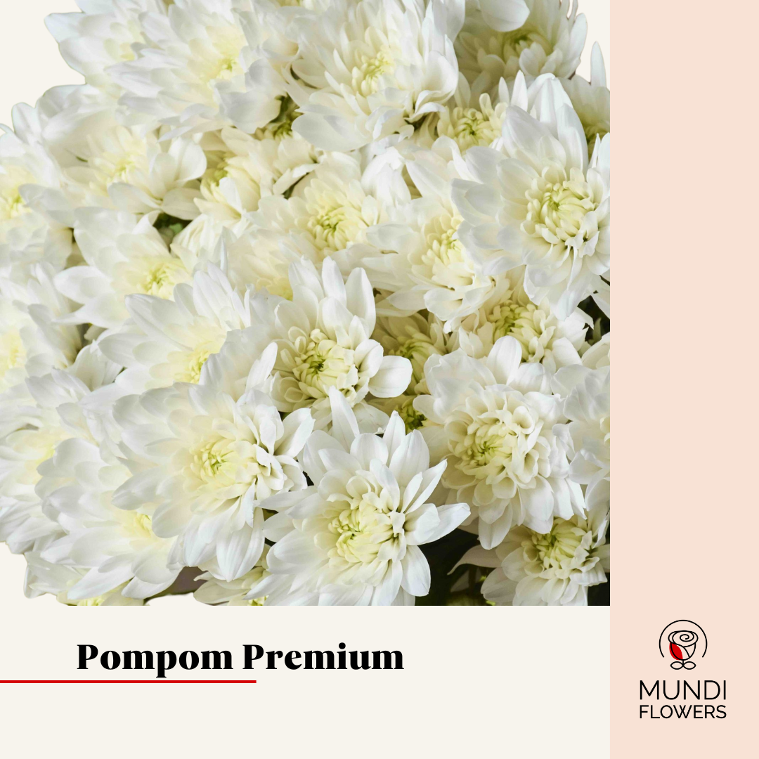Pompom Premium