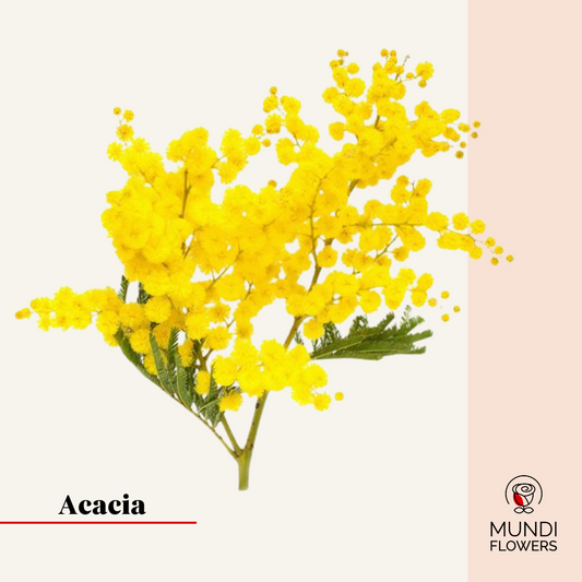 Acacia