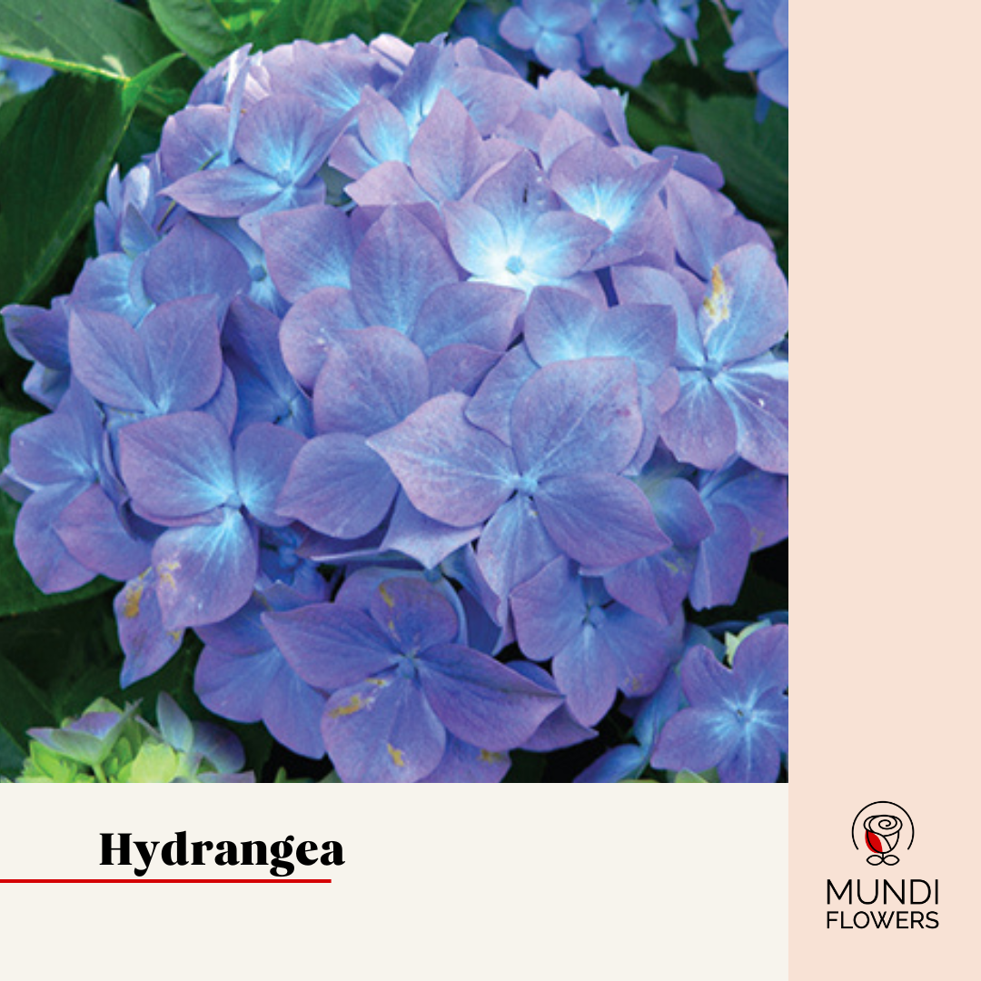 Hydrangea