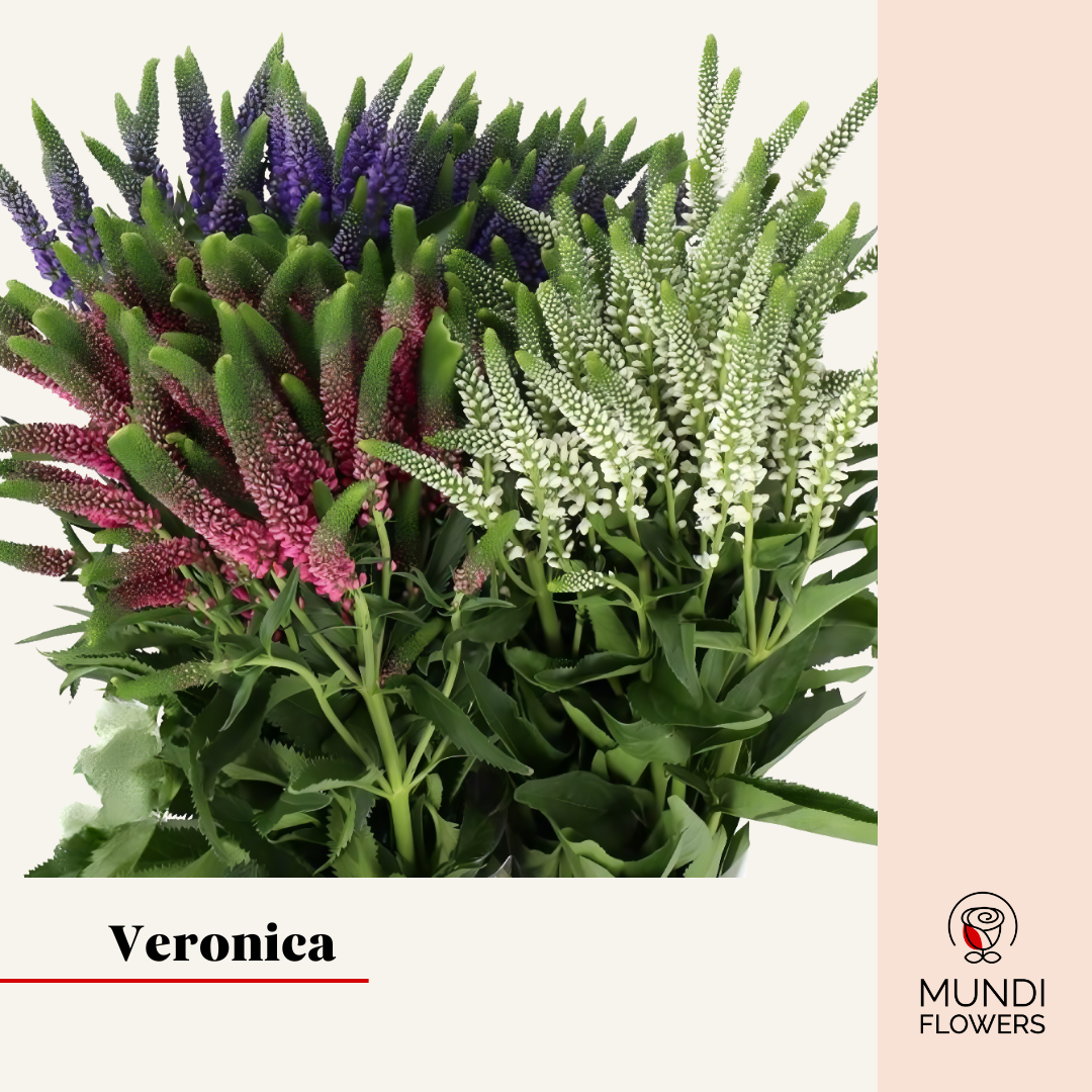 Veronica