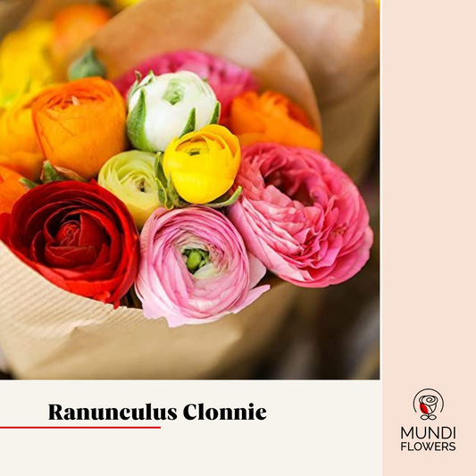 Ranunculus Clonnie