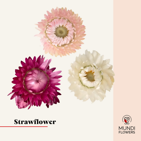 Strawflower
