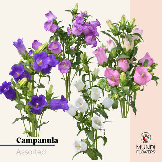 Campanula
