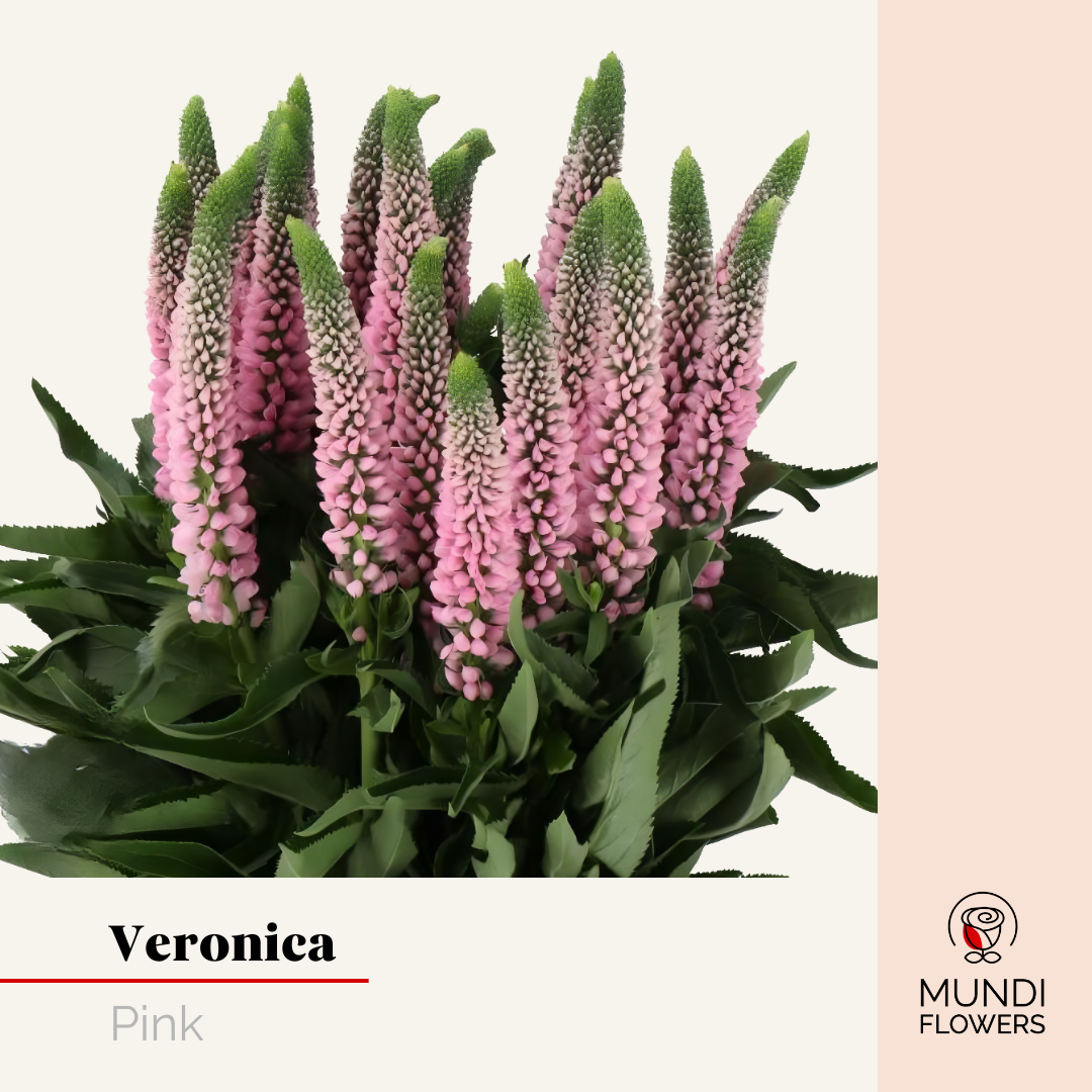 Veronica