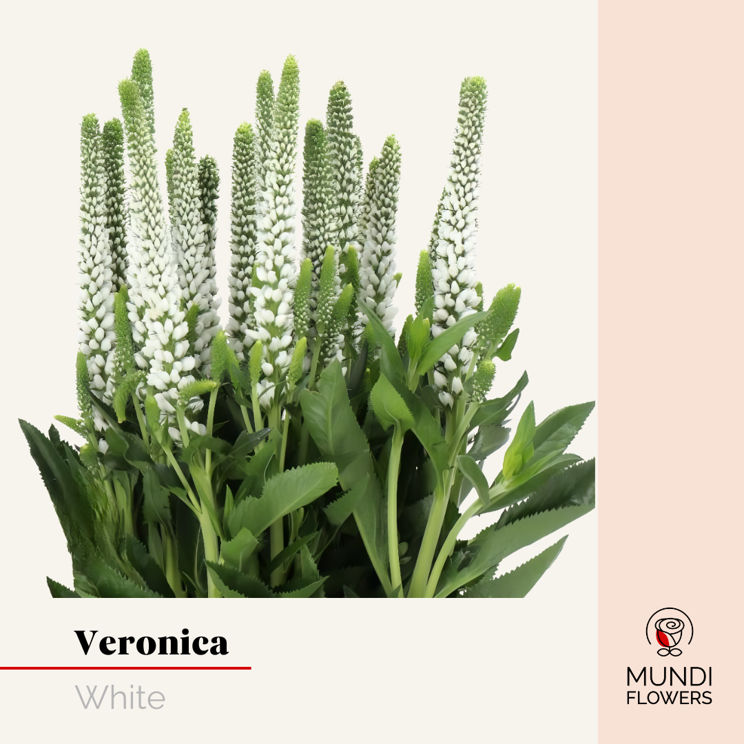 Veronica