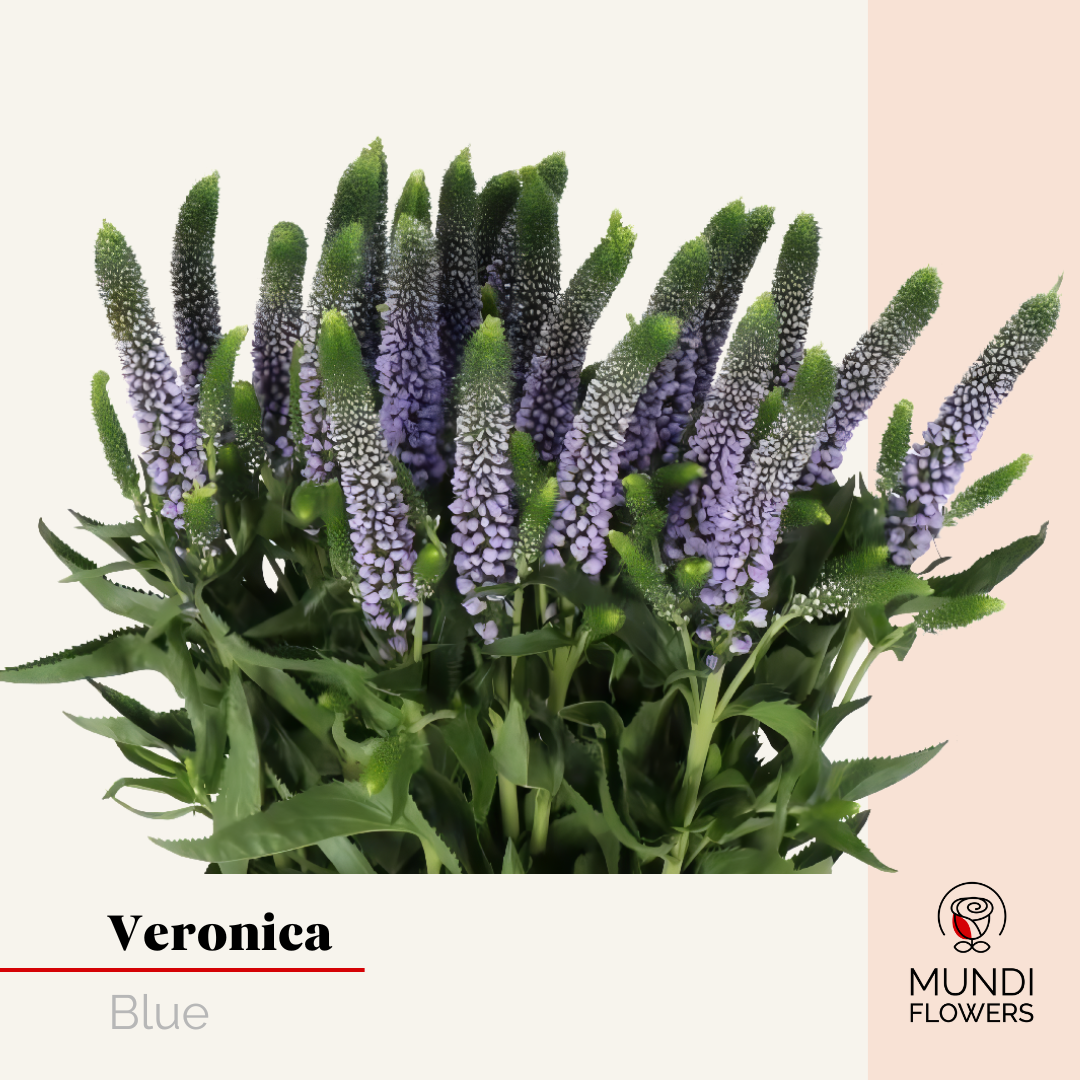 Veronica